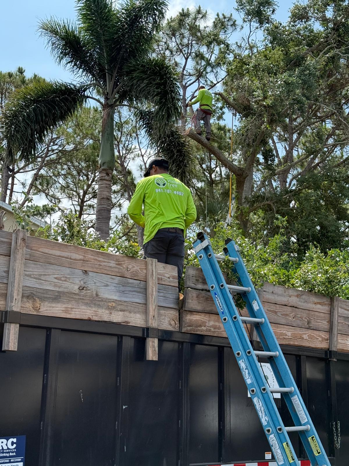 Tree Removal Service